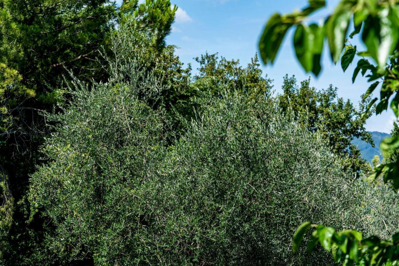 Agriturismo Le Chiusure San Felice del Benaco Dış mekan fotoğraf