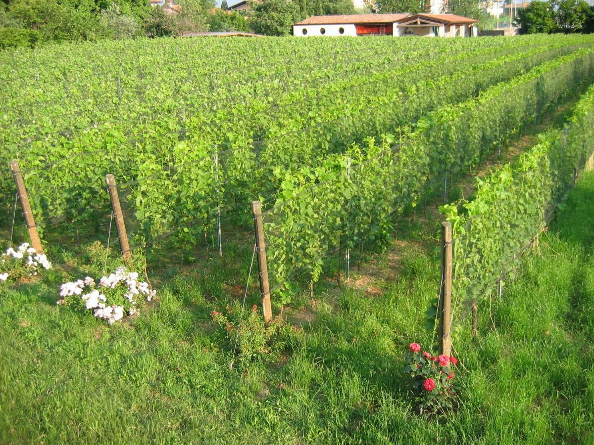 Agriturismo Le Chiusure San Felice del Benaco Dış mekan fotoğraf